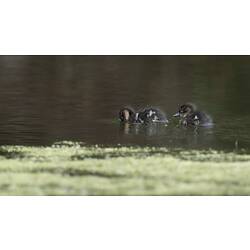 Duck chicks swimming in weedy water.