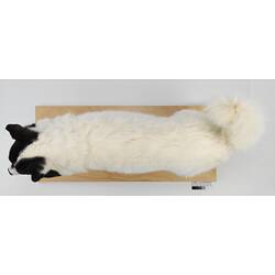 White mounted husky specimen viewed from above.