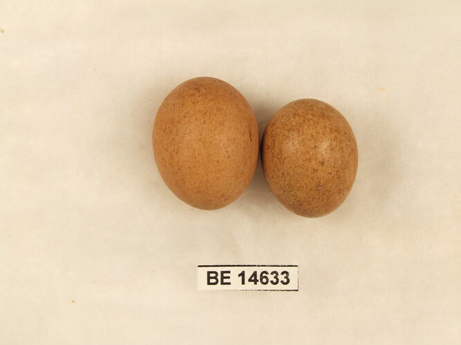 Two bird eggs with specimen label.