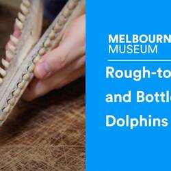 Rough-toothed Dolphin vs Bottlenose Dolphin.