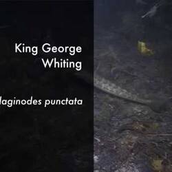 Silent footage of King George Whiting, <em>Sillaginodes punctata</em>.