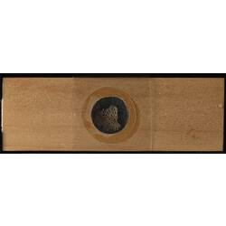 Underside of wooden microslide containing bryozoan specimen,