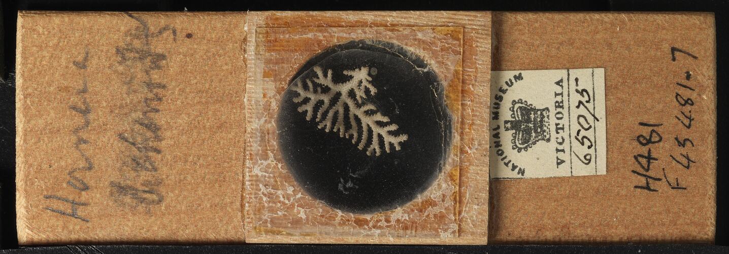 Bryozoan specimen in wooden microslide with handwritten labels.