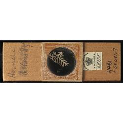 Bryozoan specimen in wooden microslide with handwritten labels.