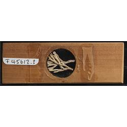 Bryozoan specimen on wooden microslide, underside view.