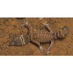 Dorsal view of yellow-spotted gecko on orange mud ground.