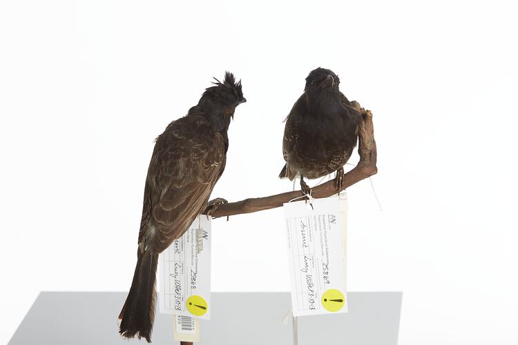 <em>Pycnonotus cafer</em>, Red-vented Bulbul, mounts.  Registration nos. 25868 (left) & 25869 (right).