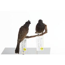 <em>Pycnonotus cafer</em>, Red-vented Bulbul, mounts.  Registration nos. 25868 (left) & 25869 (right).