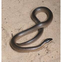 Brown snake on sand.