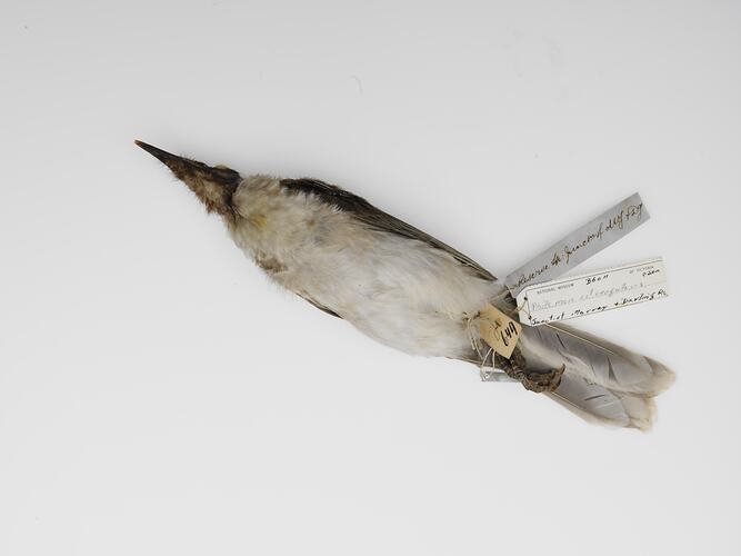 White bellied bird with attached labels lying on its back.