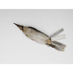 White bellied bird with attached labels lying on its back.