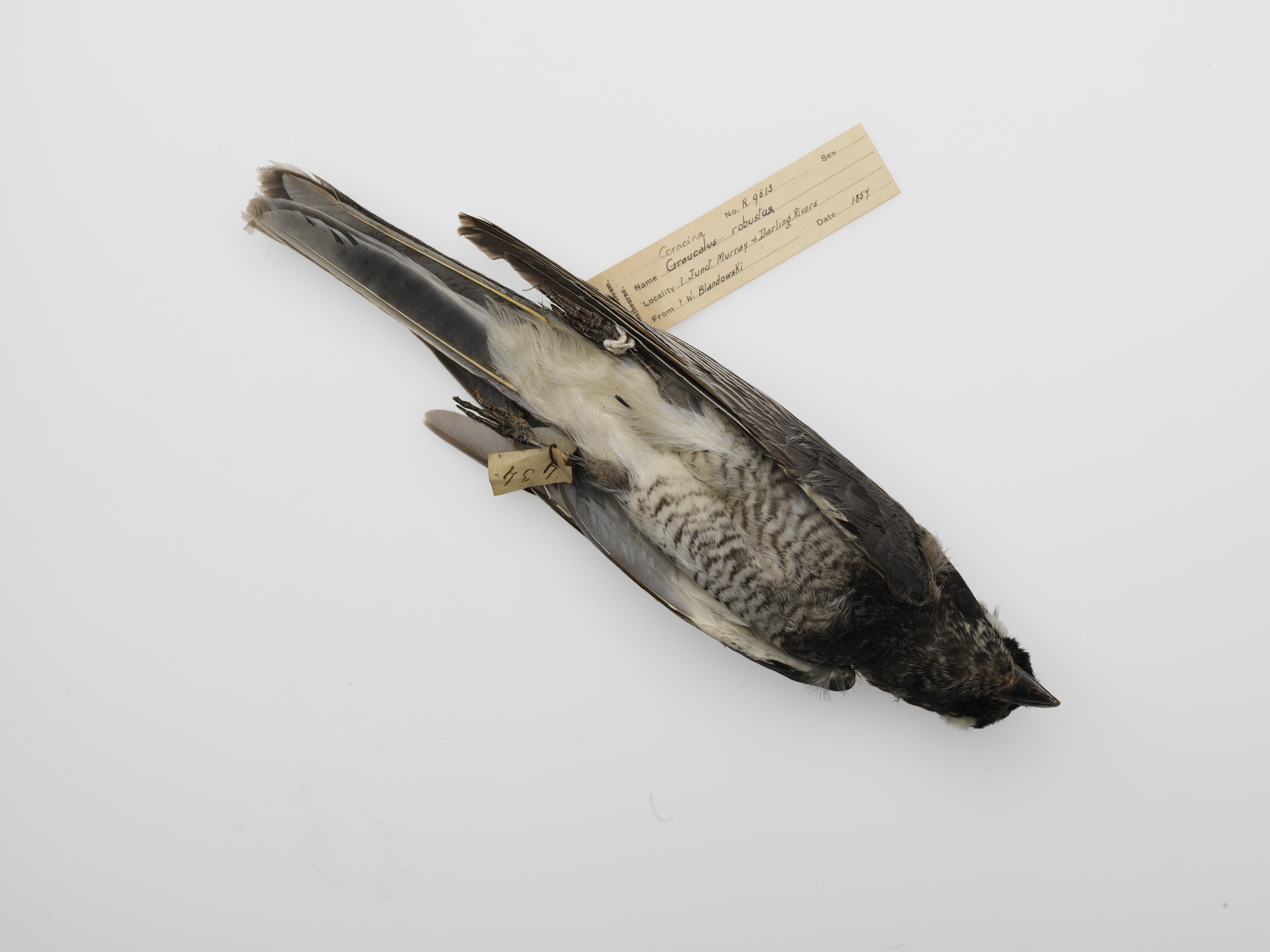 Dried Skin - White-bellied Cuckoo-shrike, Gunbower Area, 1857, Coracina  papuensis robusta