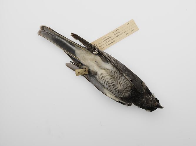 Bird study skin with dark head and breast lying on its back.