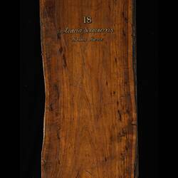 Timber Sample - Hickory Wattle, Acacia penninervis, Victoria, 1885
