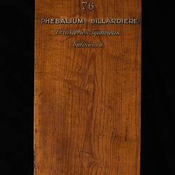 Timber Sample - Phebalium Squameum, Victoria, 1885