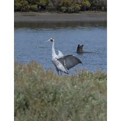 Tall grey bird, wings spread, beside lake.