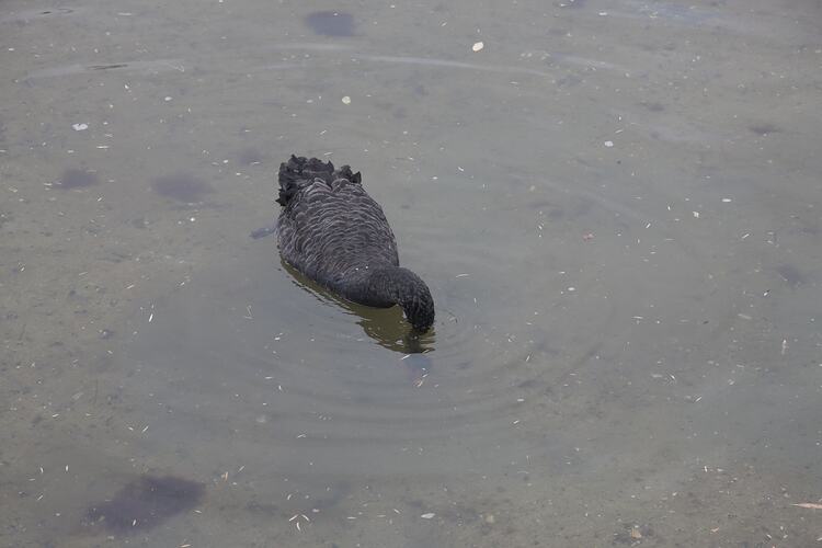 <em>Cygnus atratus</em>, Black Swan. Gippsland Lakes, Victoria.
