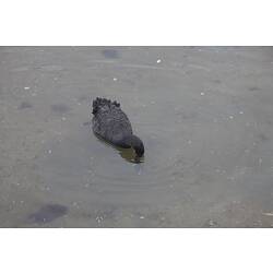 <em>Cygnus atratus</em>, Black Swan. Gippsland Lakes, Victoria.