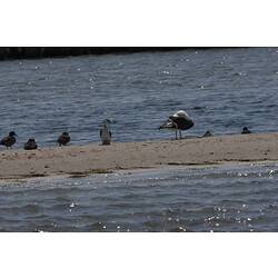 <em>Microcarbo melanoleucos</em>, Little Pied Cormorant, <em>Larus pacificus</em>, Pacific Gull and <em>Anas castanea</em>, Chestnut Teal. Gippsland Lakes, Victoria.