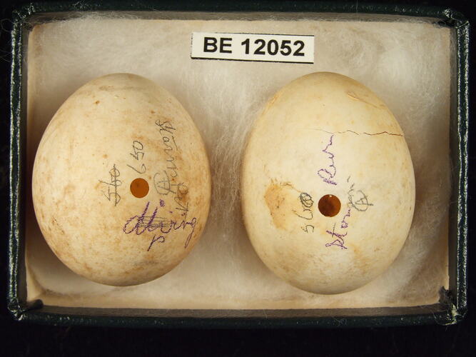 Two bird eggs with specimen label in box.