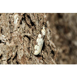 <em>Sympoecila delotypa</em>, moth. Murray Explored Bioscan.