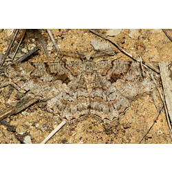 Family Geometridae moth. Murray Explored Bioscan.