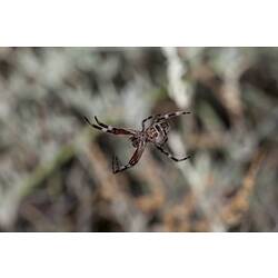 Family Araneidae, orb-weaving spider. Neds Corner, Victoria.