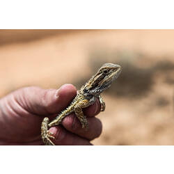 Dragon lizard held in hand.