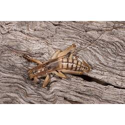 Family Gryllacrididae, raspy cricket. Neds Corner, Victoria.