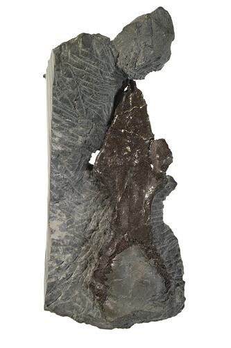 Fossil skull in a paler rock matrix.