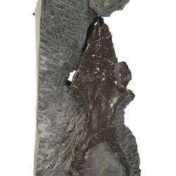 <em>Leaellynasaura amicagraphica</em> Rich & Vickers-Rich, 1989