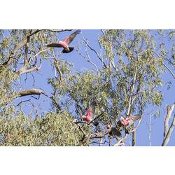 Three pink and green birds taking off from tree.