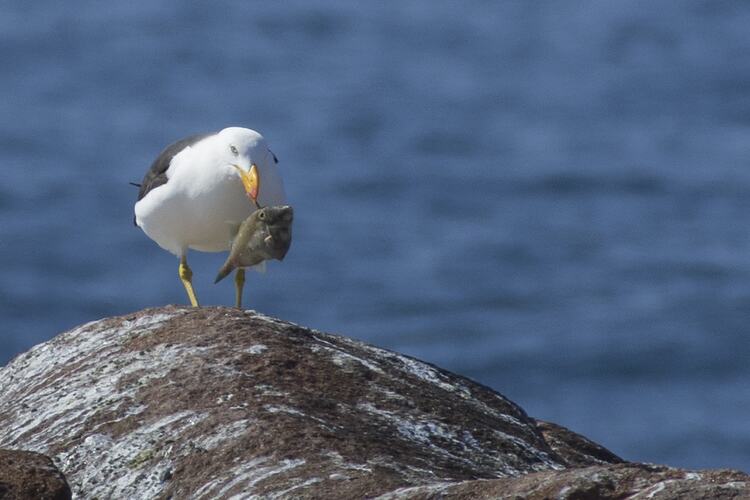 White and black gull on rock with fish in mouth.