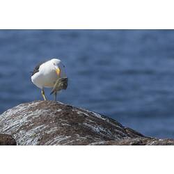 White and black gull on rock with fish in mouth.