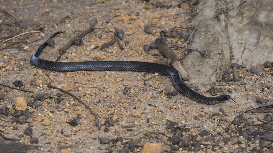 Eastern Small-eyed Snake.