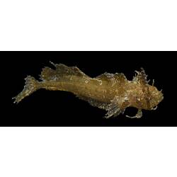Crested weedfish.