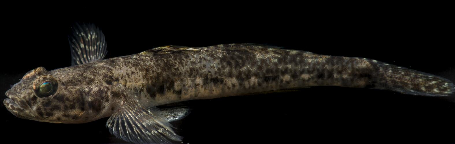 Side view of pale fish with brown speckles.