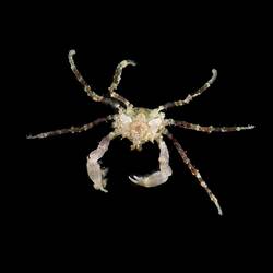 Hymenosomatid Spider crab.