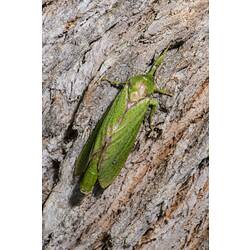 Green moth on bark.