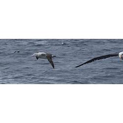 Wandering Albatross.