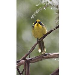 Yellow-chested bird with black chin on branch.