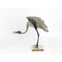 Side view of brolga specimen mounted with wings spread, head down.