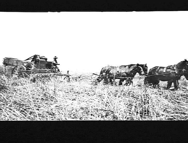 CHAS JUDGEY KELVIN GUNNEDAH AVERAGING 10 BAGS TO THE ACRE. SEE OTHER PICTURES TAKEN IN DIFFERENT PARTS OF MR JUDGEY'S CROP. CHAS JUDGEY NO. 1 SEE OTHERS 4 IN ALL R.G.S.