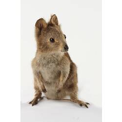 Front view of taxidermied Quokka specimen.