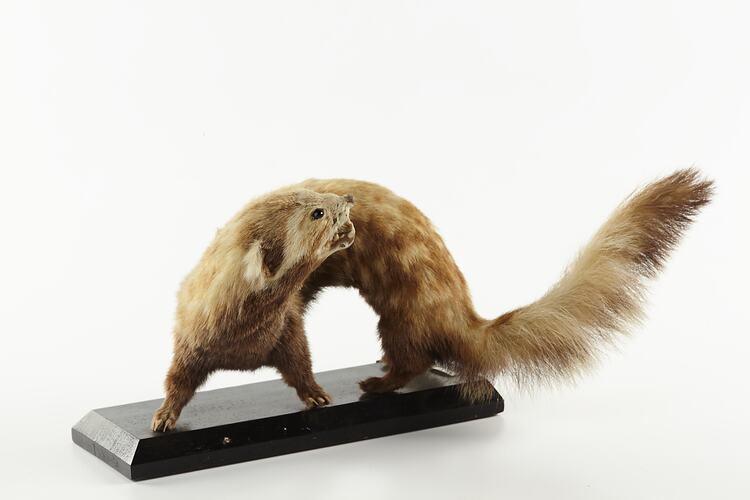 Small taxidermied mammal specimen with snarling face.