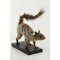Taxidermied squirrel specimen.