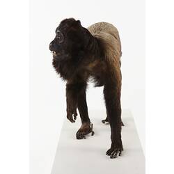 Taxidermied brown monkey.