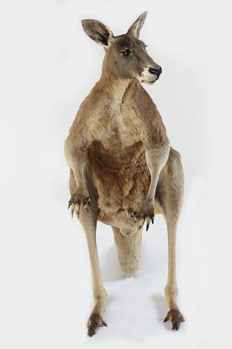 Front view of taxidermied Red Kangaroo specimen.