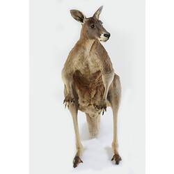 Front view of taxidermied Red Kangaroo specimen.