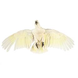 Cockatoo specimen mounted in flight.